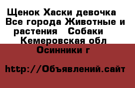 Щенок Хаски девочка - Все города Животные и растения » Собаки   . Кемеровская обл.,Осинники г.